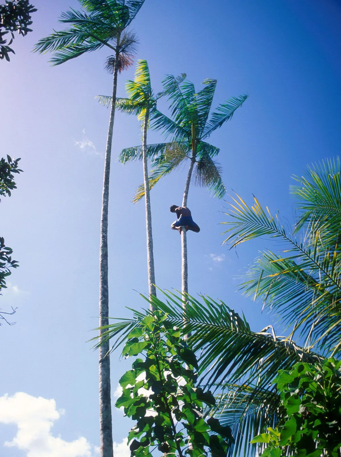 A worker harvesting açaí fruit from a tall palm