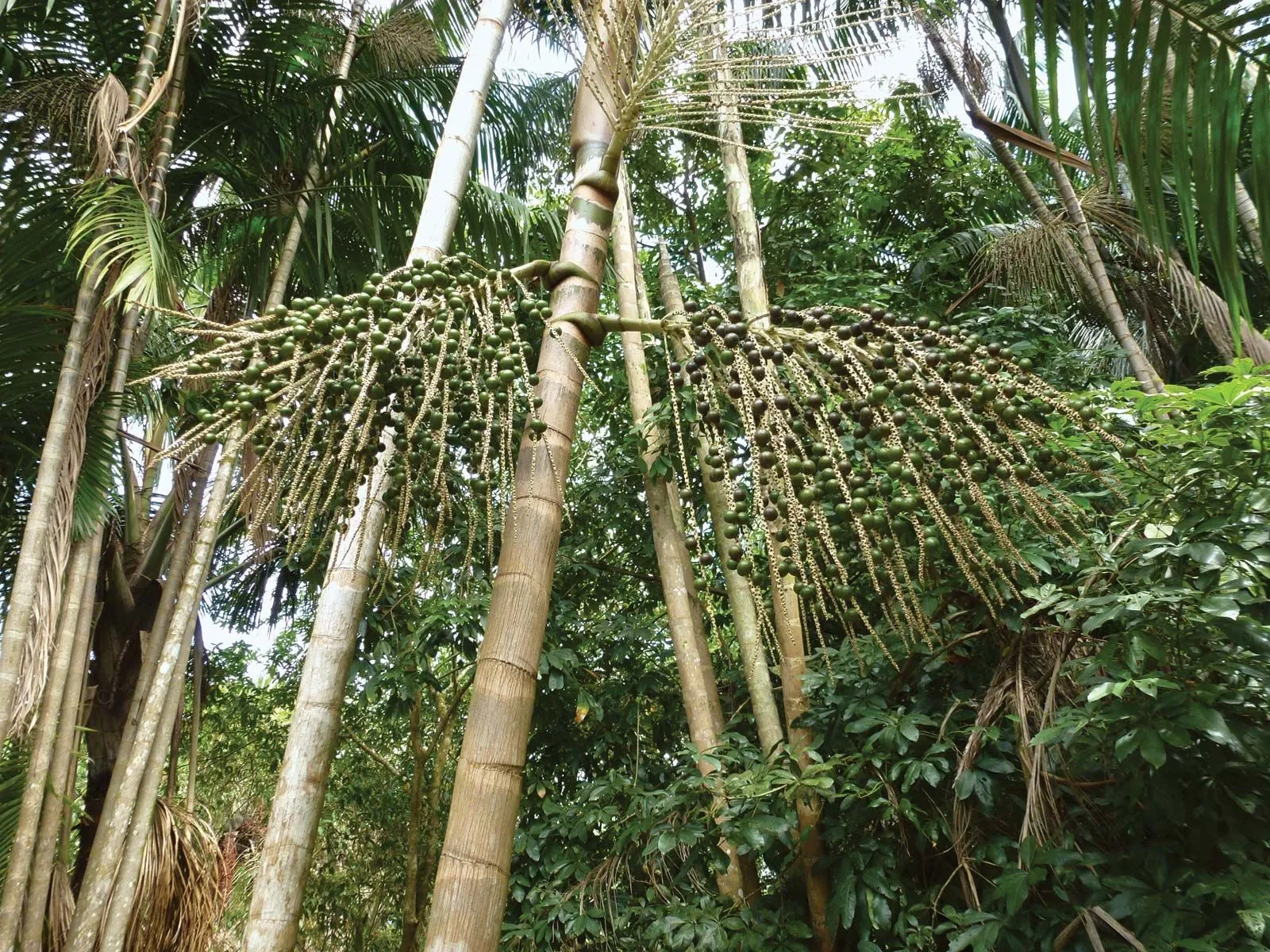 Açaí palm with hanging fruit clusters