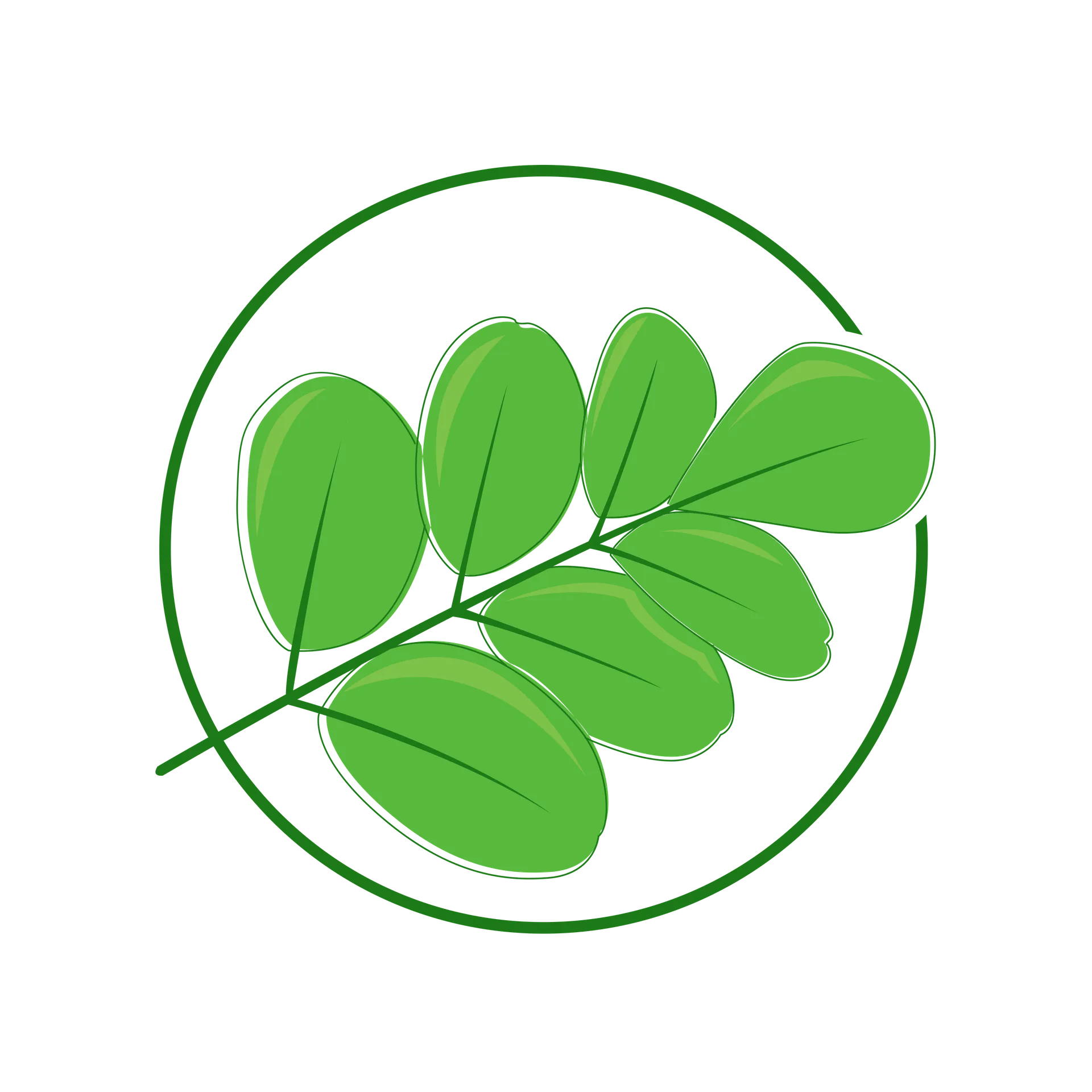 Illustrated moringa leaves